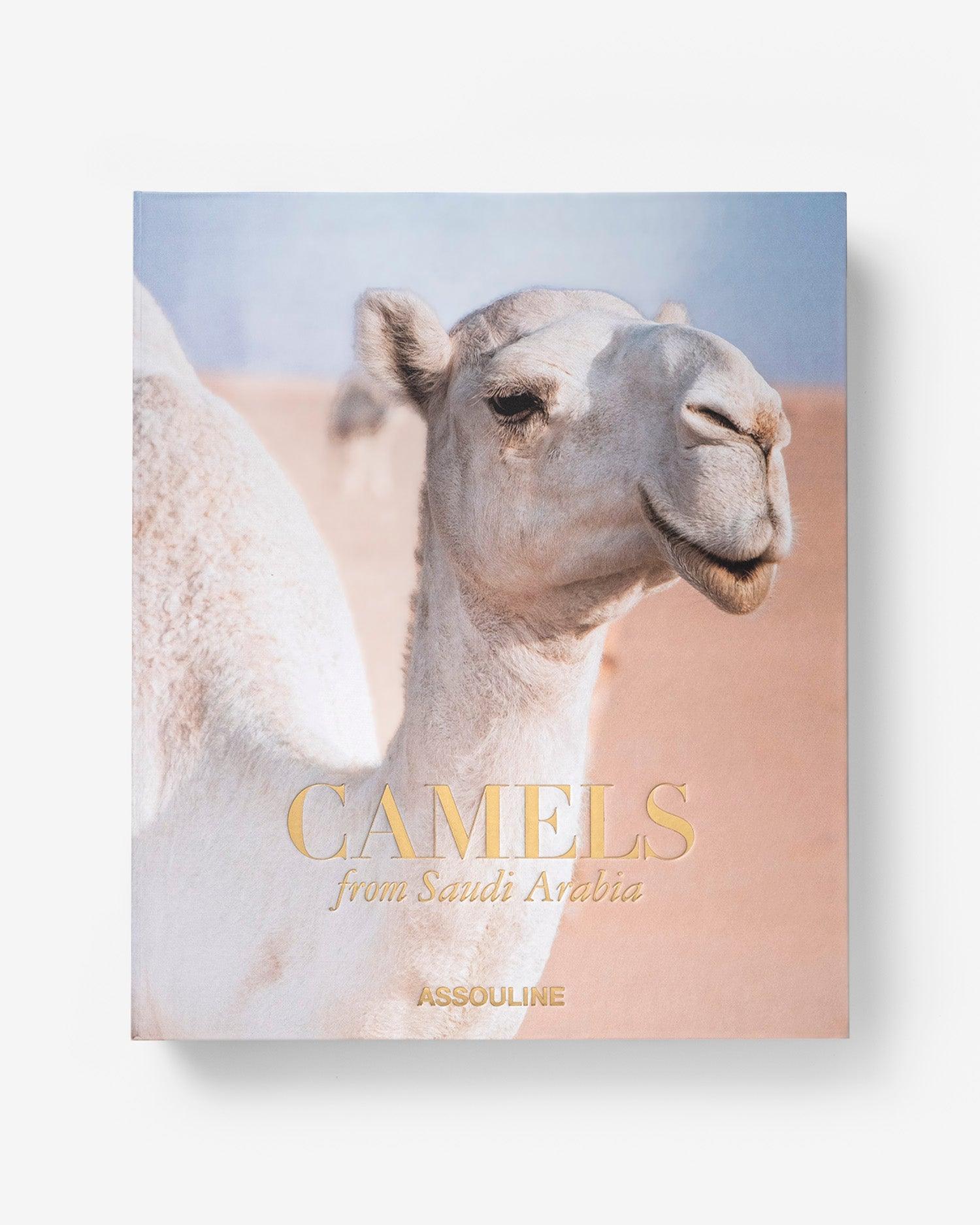 Camels from Saudi Arabia - Image 3