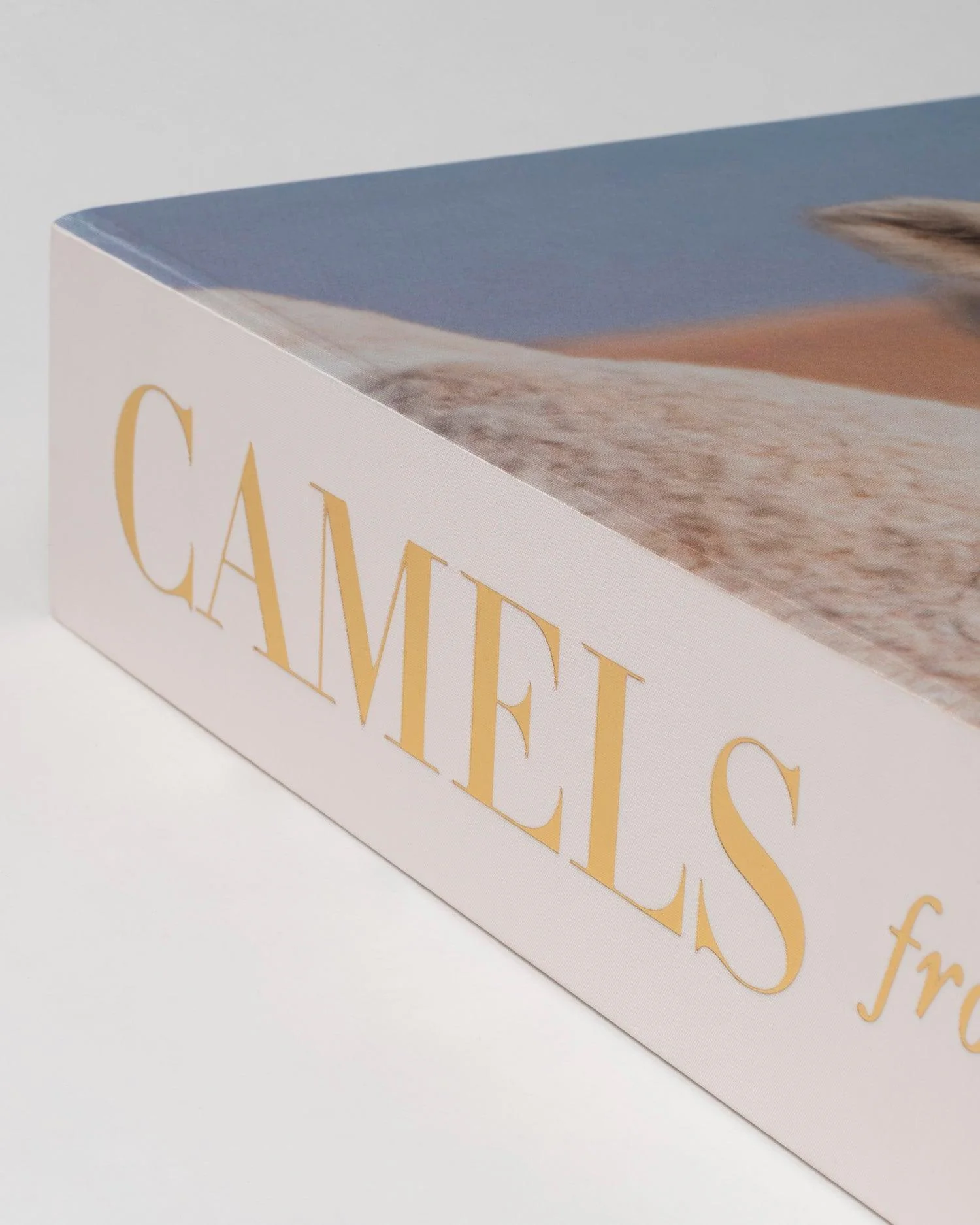 Camels from Saudi Arabia - Image 4